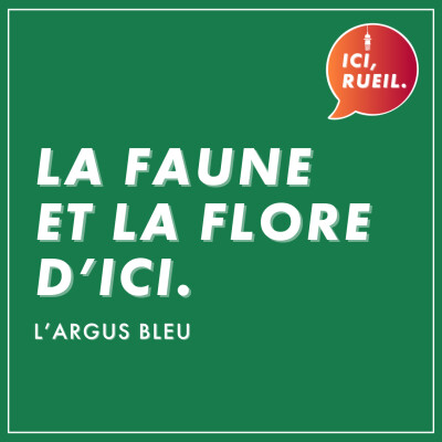 La Faune et la Flore d'Ici : L'argus bleu cover