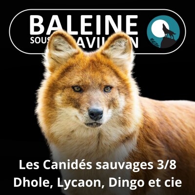 S04E45 Les Canidés sauvages 3/8 : Dhole, Lycaon, Dingo... Les "chiens sauvages" cover