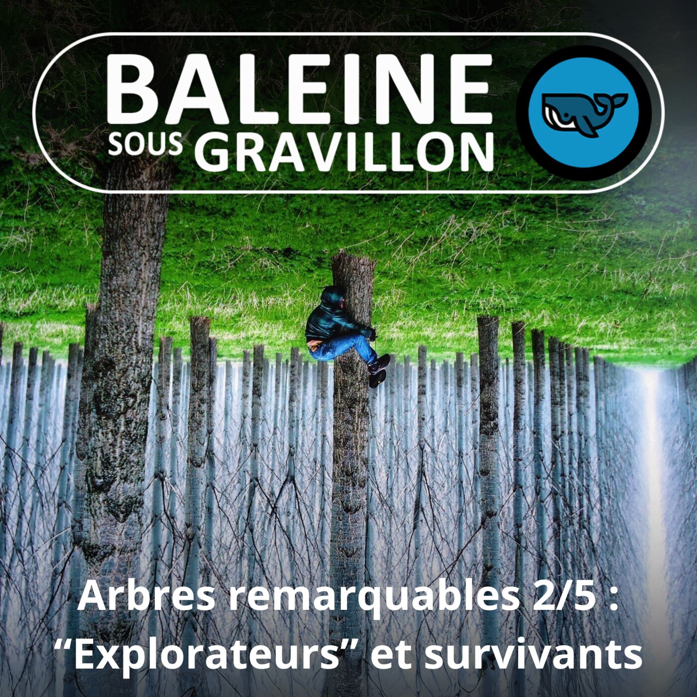 Baleine sous Gravillon