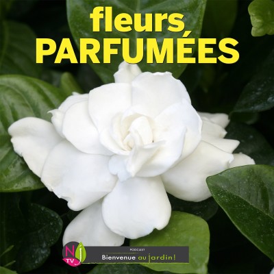 LE DOSSIER: LES FLEURS LES PLUS PARFUMÉES cover