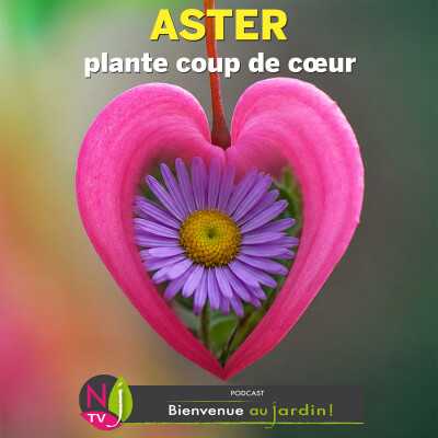 #85: PLANTE COUP DE CŒUR : TOUT SAVOIR SUR LE CITRON VERT (LIME) cover