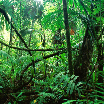 Hypnose Transpersonnelle®328 : Vie de singe, Solitude et peur, Famille pilier cover