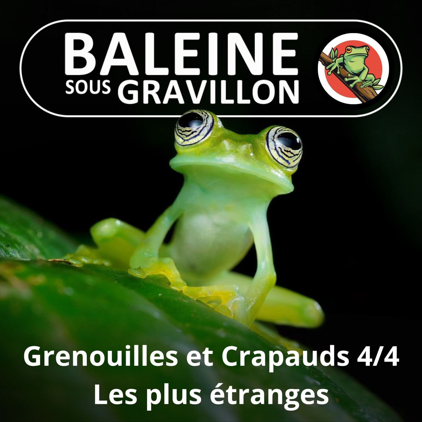 S02E65 Grenouilles et Crapauds 4/4 : Les plus étonnantes dingueries episode artwork