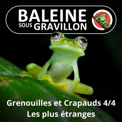 S02E65 Grenouilles et Crapauds 4/4 : Les plus étonnantes dingueries cover