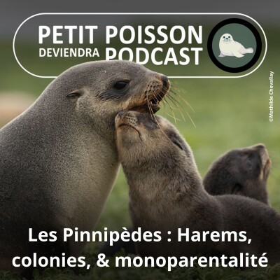 S05E33 Les Pinnipèdes : La reproduction et le soin aux petits, entre harems, colonies et monoparentalité cover