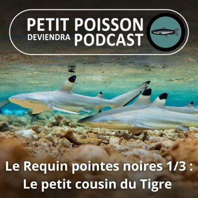 S02E15 Le Requin pointes noires 1/3 : Le cousin du Requin Tigre, du Longimane et du Bouledogue cover