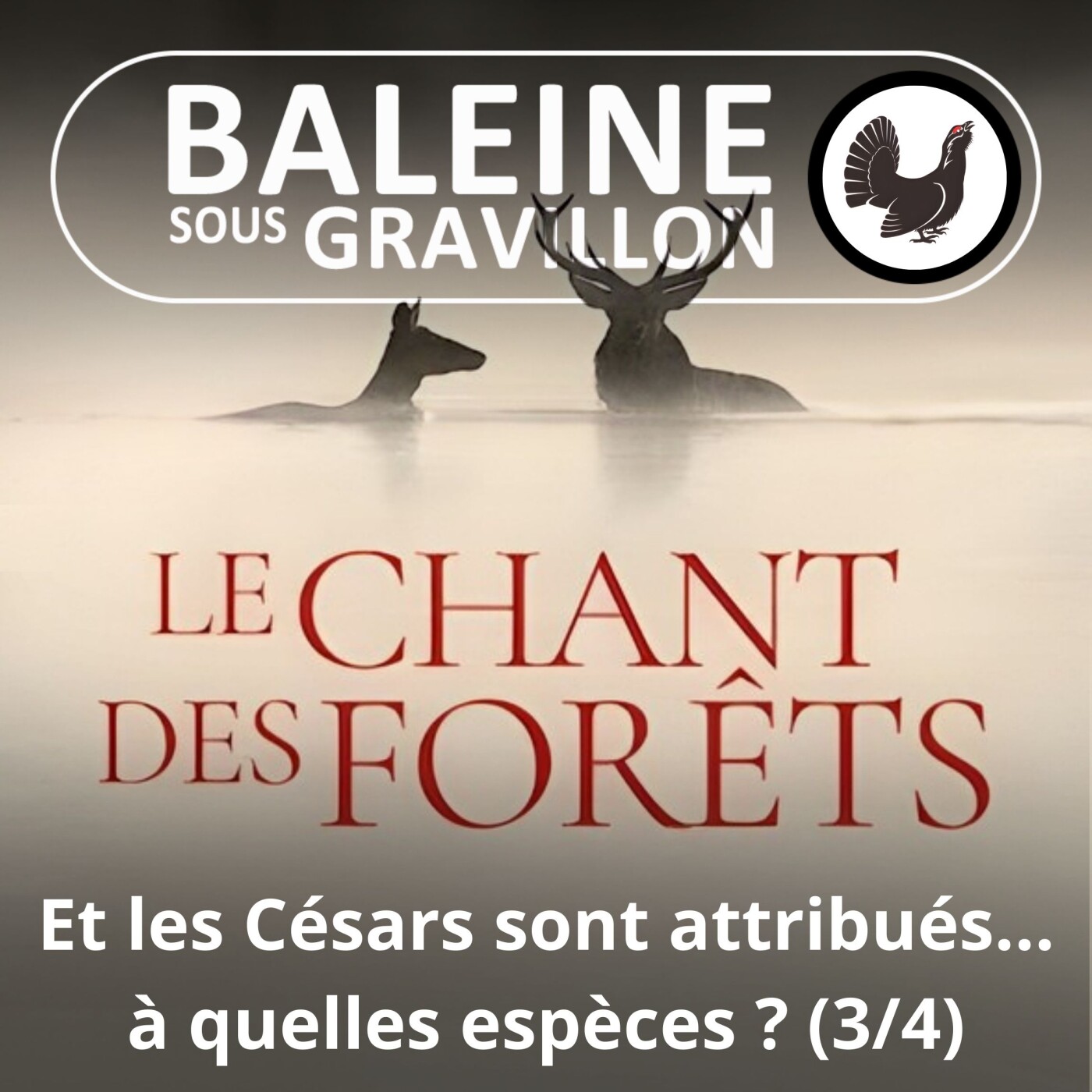 Baleine sous Gravillon