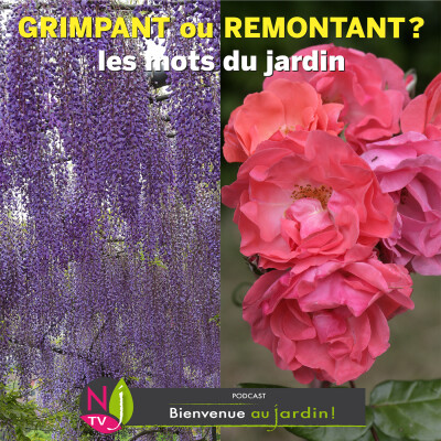 #84: LES MOTS DU JARDIN : DIFFÉRENCE ENTRE GRIMPANT ET REMONTANT cover