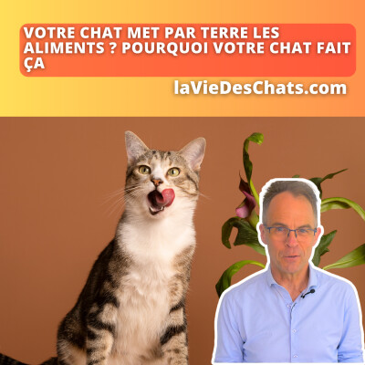 Votre chat met des aliments par terre ? Pourquoi votre chat fait ça ? cover