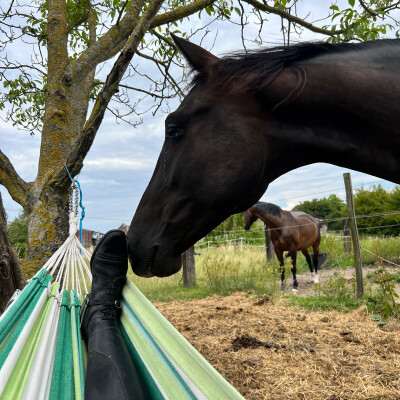 🐎 🧘♀️ • Le repos, récupération cover