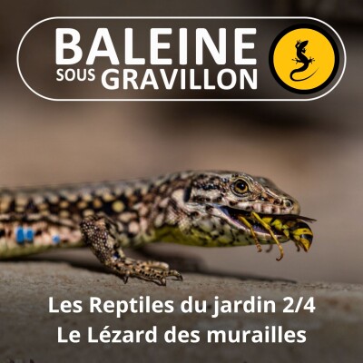 S05E06 Les Reptiles du jardin 2/4 : Le Lézard des murailles cover