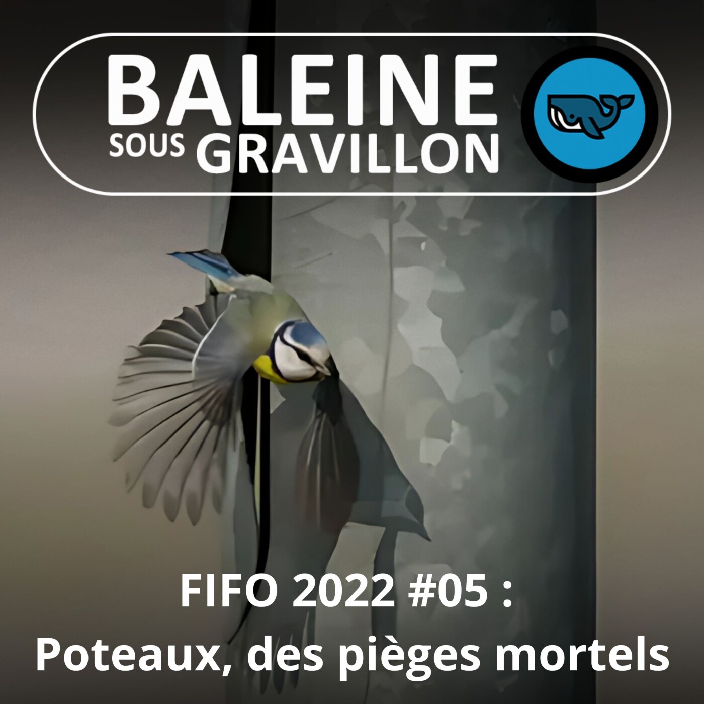 Baleine sous Gravillon