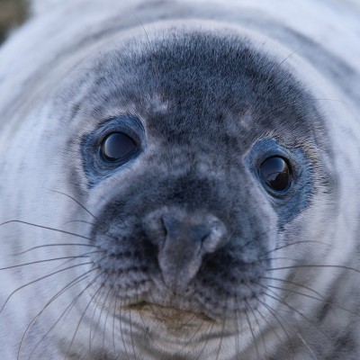 S03E107 Qui sont les baleineaux sous le gravillon en 2022 ? 4/4 : Roxane, Vannina et Joanne cover