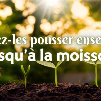 Parole et Évangile du jour | Dimanche 23 juillet • La patience de Dieu cover