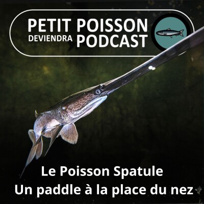 S06E08 Le Poisson spatule : Seconde jeunesse pour un rare géant préhistorique ? cover
