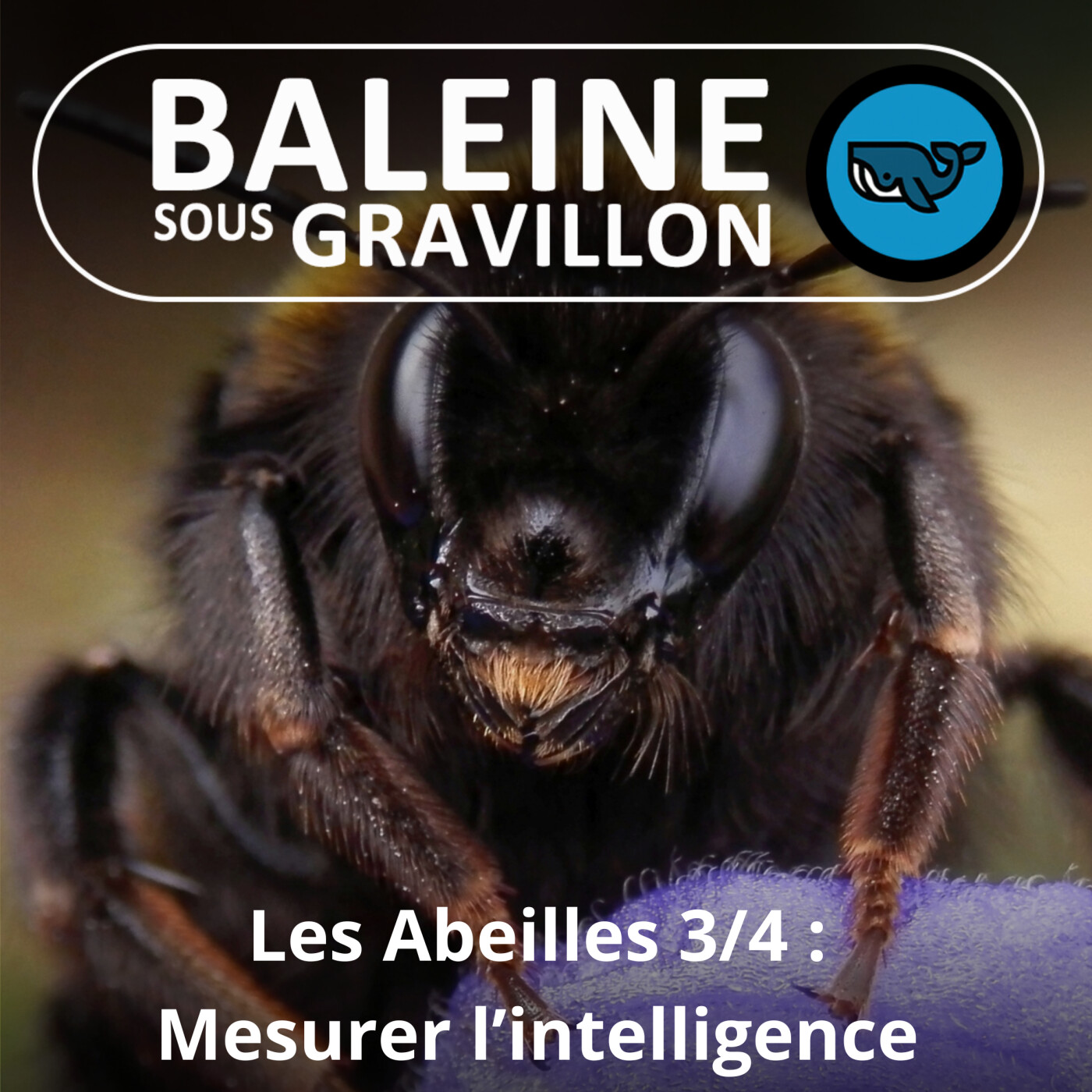 S02E115 L'intelligence des Abeilles 3/4 : comment mesurer leur intelligence ? Aurore Avarguès-Weber (chercheuse)