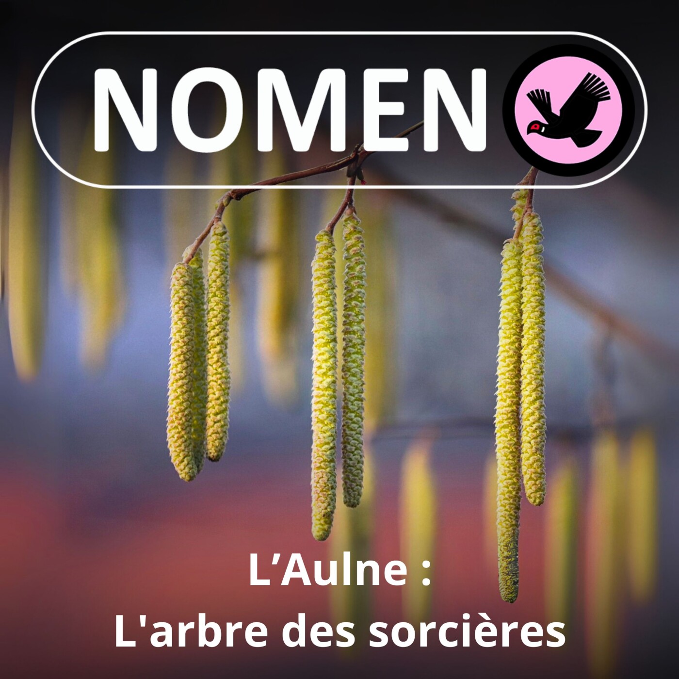 S02E24 L'Aulne : l'arbre des sorcières, des druides, des castors ... et de Jules Verne !