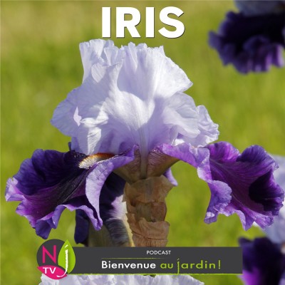 HISTOIRES BOTANIQUES: HISTOIRES ET LÉGENDES DES IRIS cover