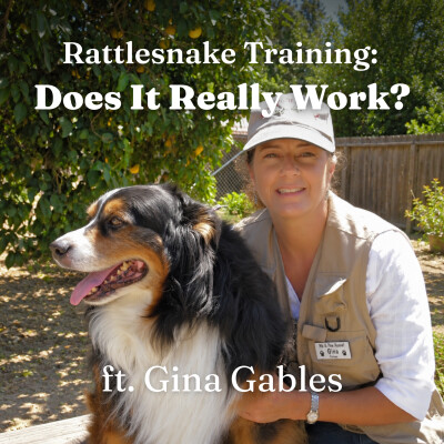 Snake Season Part 2: How Dogs Learn to Avoid Rattlesnakes with Gina Gables cover
