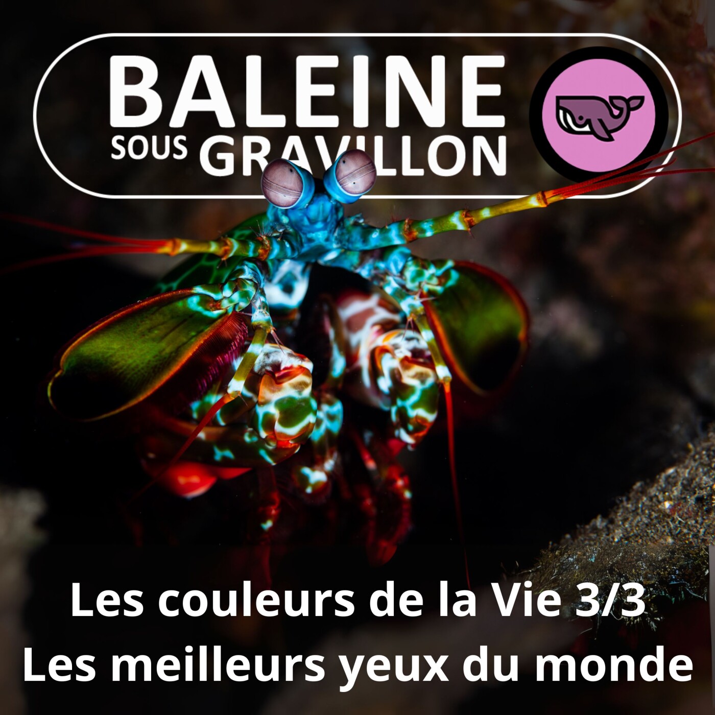S07E20 Les couleurs de la Vie 3/3 : Quel animal a les yeux les plus perfectionnés du monde ? (Frédéric Archaux)