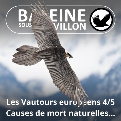 S04E41 Vautours européens 4/5 : Les menaces naturelles et... cover
