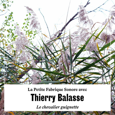 La Petite Fabrique sonore avec Thierry Balasse cover