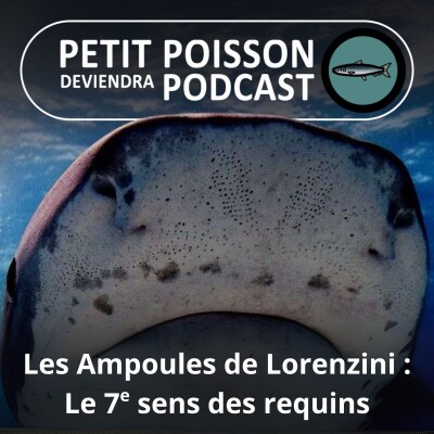 S02E32 Les Ampoules de Lorenzini, le 7e sens des requins pour voir dans le noir et sous le sable ... cover