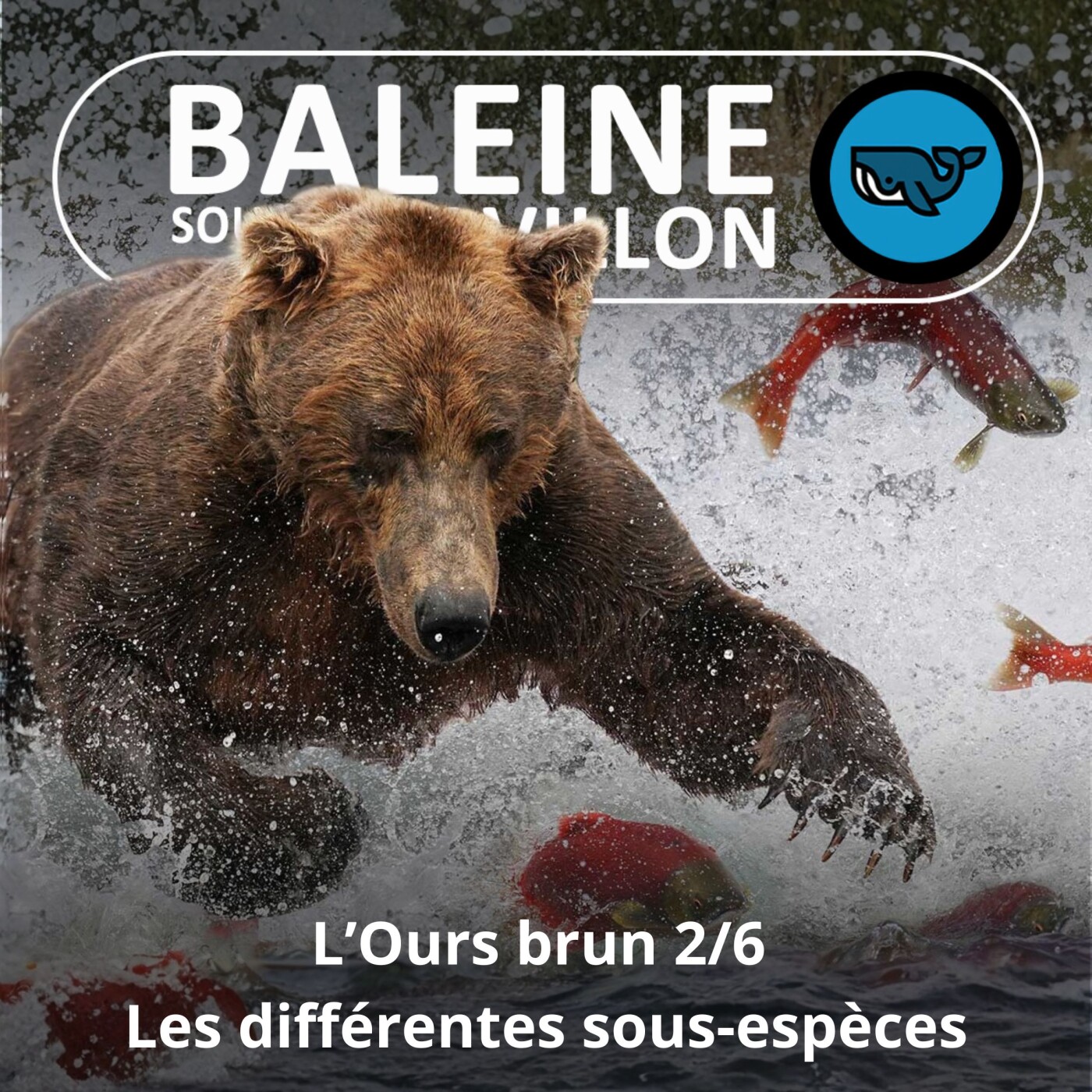 S07E154 L'Ours brun 2/6 : Grizzly, kodiak, européen... les différentes sous-espèces (Rémi Dupouy) episode artwork