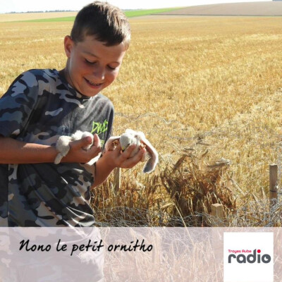 NONO LE PETIT ORNITHO - Le Canard chipeau et le Canard siffleur cover