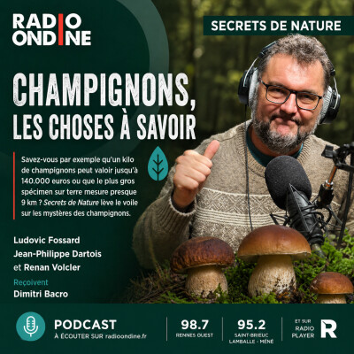 Champignons, les choses à savoir cover