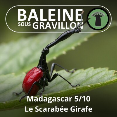 S03E44 Madagascar 5/10 : Des mille-pattes géants au Scarabée-girafe cover