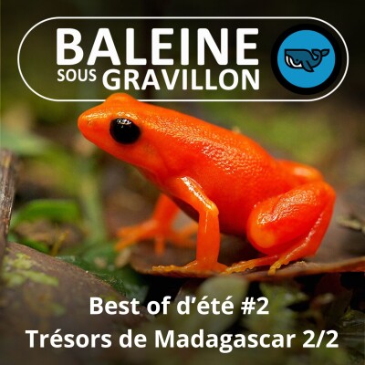BEST OF D'ÉTÉ #2 : Trésors de Madagascar 2/2, Caméléons et Mantelle dorée (Olivier Marquis) cover