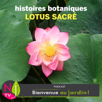 HISTOIRES BOTANIQUES: LE LOTUS SACRÉ, PLANTE MYTHIQUE cover