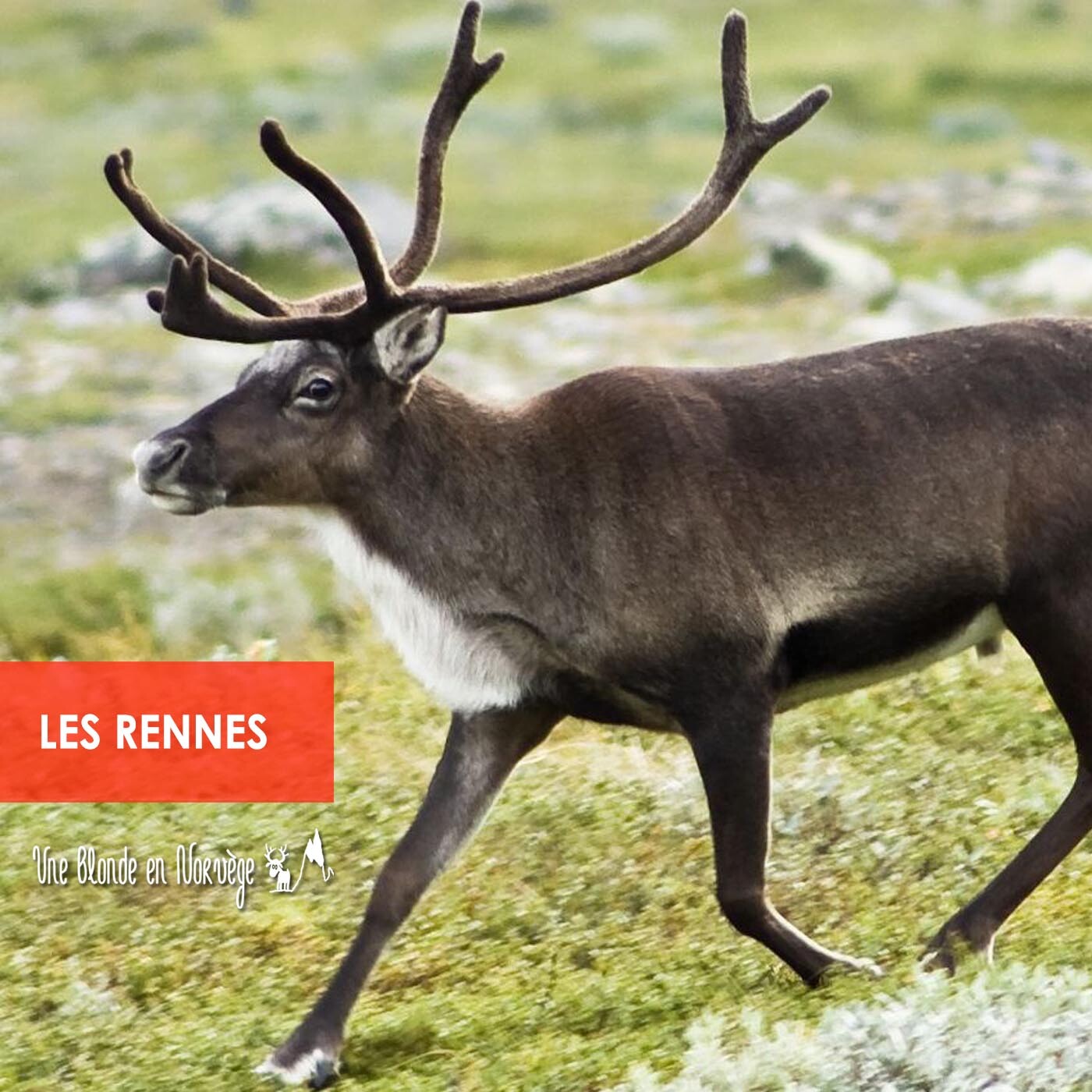 Une blonde en Norvège