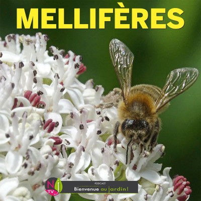LE DOSSIER: LES MEILLEURES FLEURS MELLIFÈRES cover