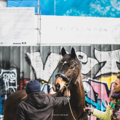 🐎 Dressage • Créer de la responsabilité et de l’autonomie chez nos chevaux cover