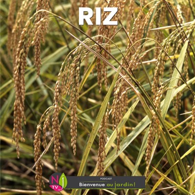 HISTOIRES BOTANIQUES: LE RIZ UN CÉRÉALE EXOTIQUE FLEURON DE LA CAMARGUE cover