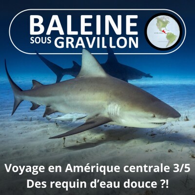 HORS-SÉRIE Ma traversée de l'Amérique centrale 3/5 : De mystérieux Requins ... d'eau douce !!!!! cover
