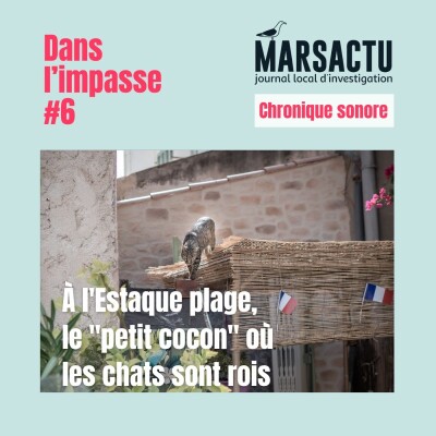 À l'Estaque plage, le "petit cocon" où les chats sont rois cover