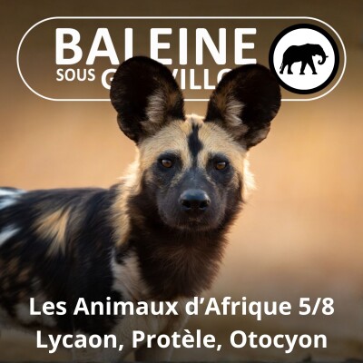 S02E78 Les Animaux d'Afrique 5/8 : Lycaon, Protèle, Otocyon, Chacal... cover