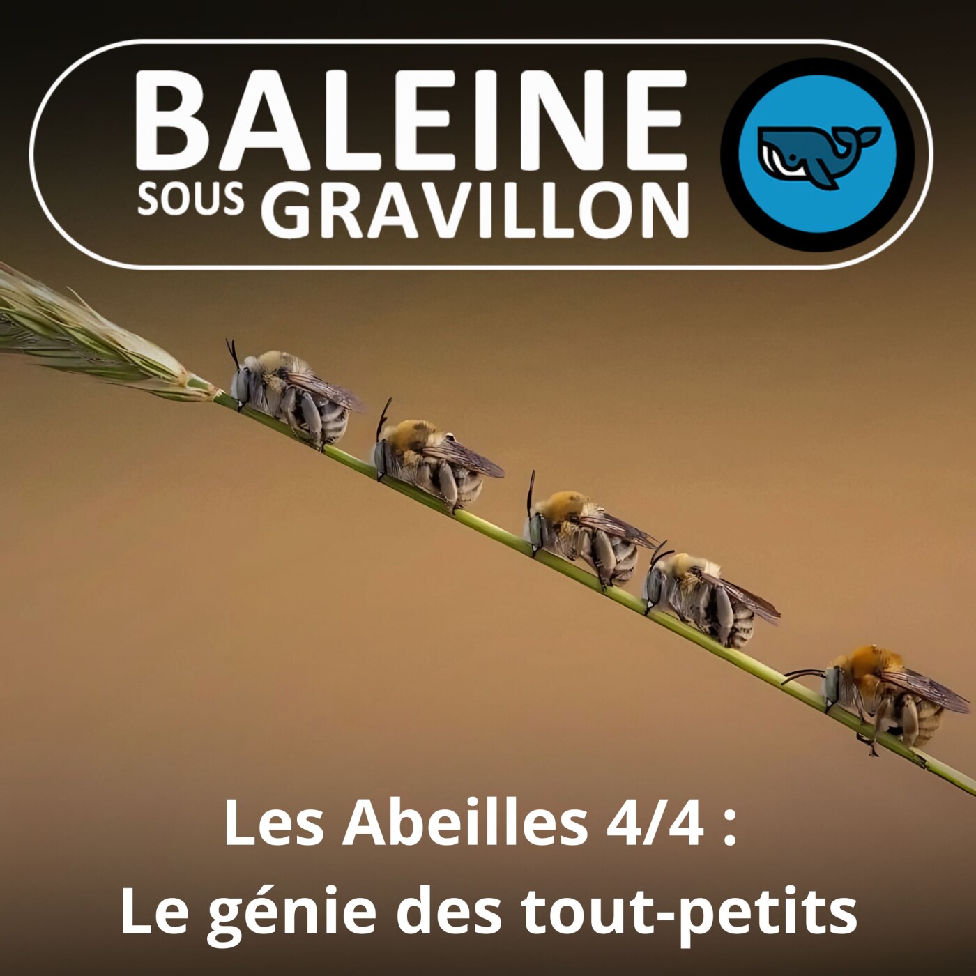 S02E116 L'intelligence des Abeilles 4/4 : la stupéfiante intelligence des tout petits, Aurore Avarguès-Weber (chercheuse)