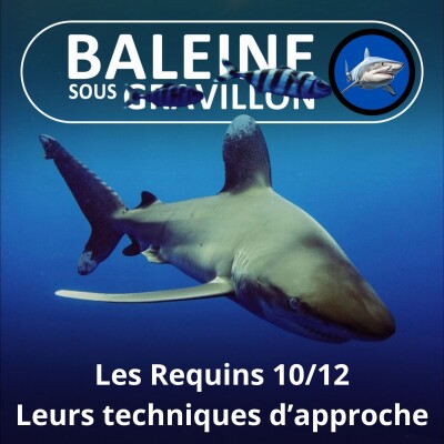 S04E14 Requins 10/12 : Leurs différents types d’approches cover