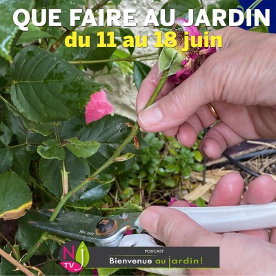 QUE FAIRE DANS LE JARDIN DU 11 AU 18 JUIN ? cover