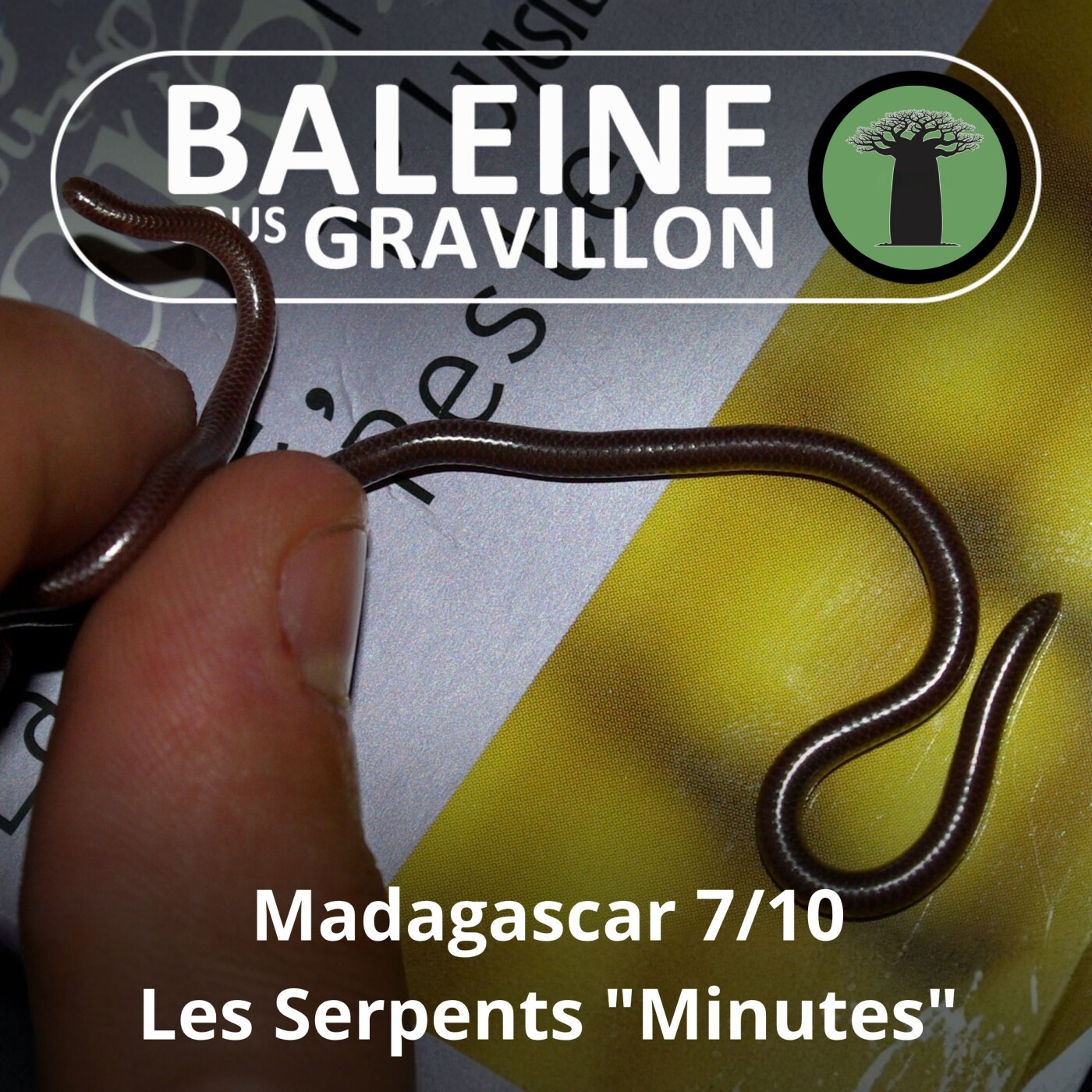S03E46 Madagascar 7/10 : De la Tortue rayonnée aux Serpents-minutes episode artwork