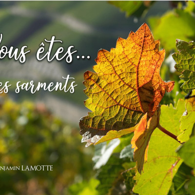 Vous êtes les sarments cover