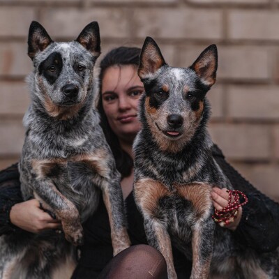 55.Le Bouvier Australien : Clémence, passionnée, nous raconte la race cover