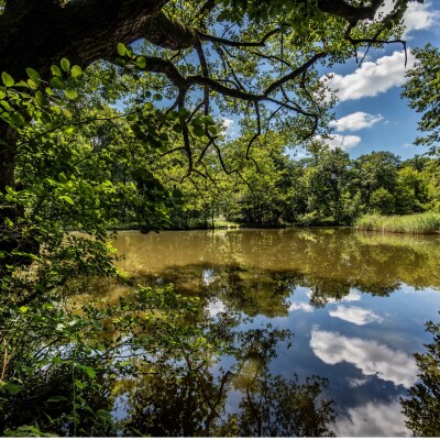 Haguenau : Programme "Trésors cachés de la forêt indivise" cover