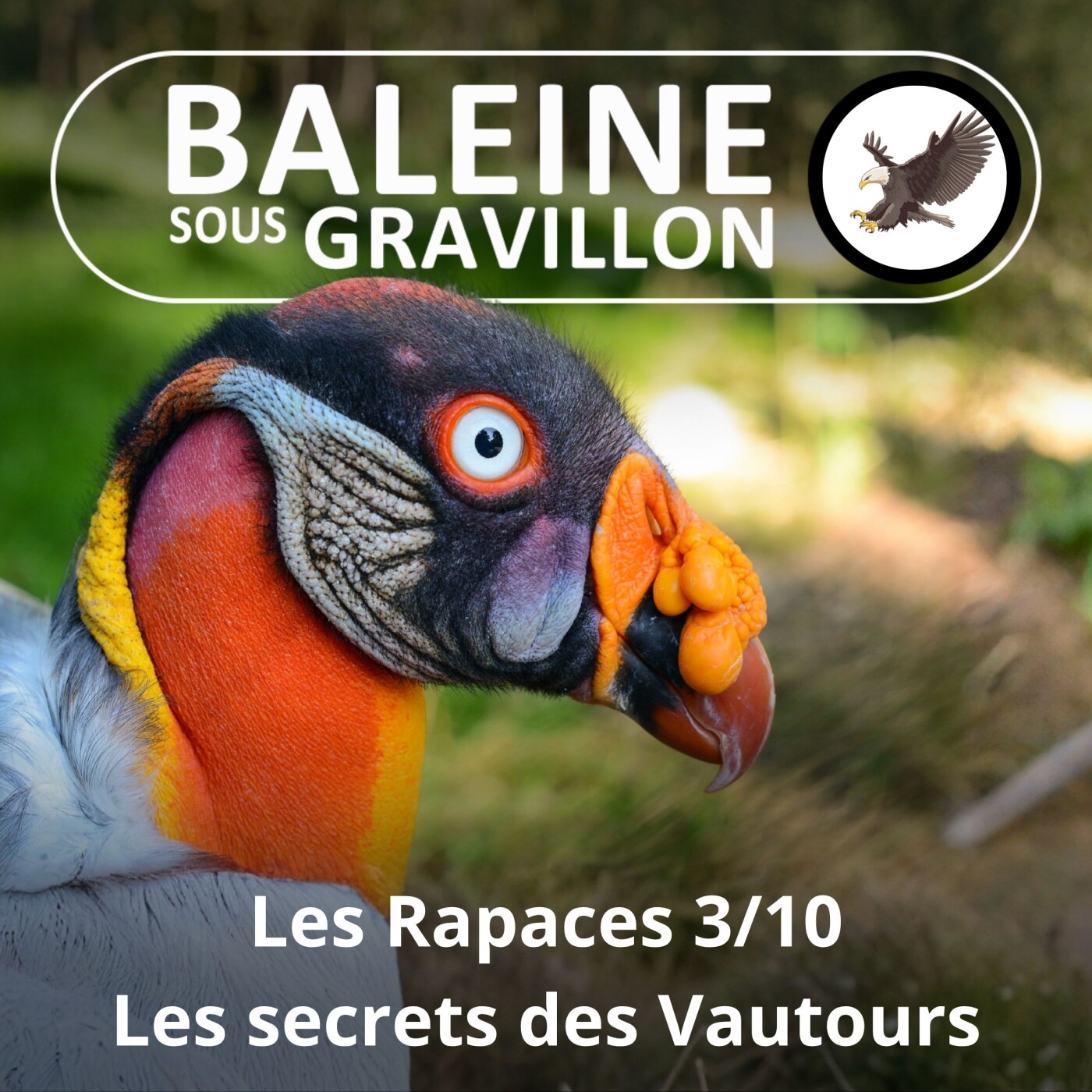 S02E105 Les Rapaces 3/10 : les Vautours, leurs secrets episode artwork