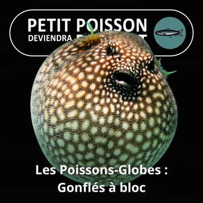 S02E26 Les Poissons-globes : Si tu me gonfles, je me gonfle (Tétraodontiformes 6/7) cover