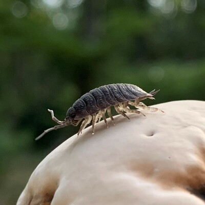 S05E31 Les invertébrés du jardin 2/4 : Les métamorphoses des cloportes (Ludivine Delamare, naturaliste) cover